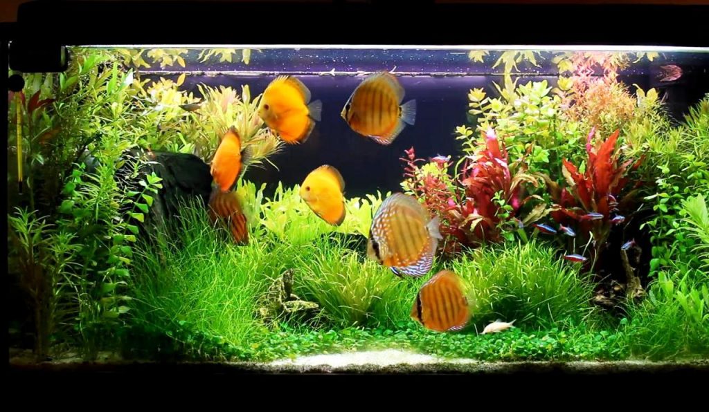 Discus Fish in Your Aquarium