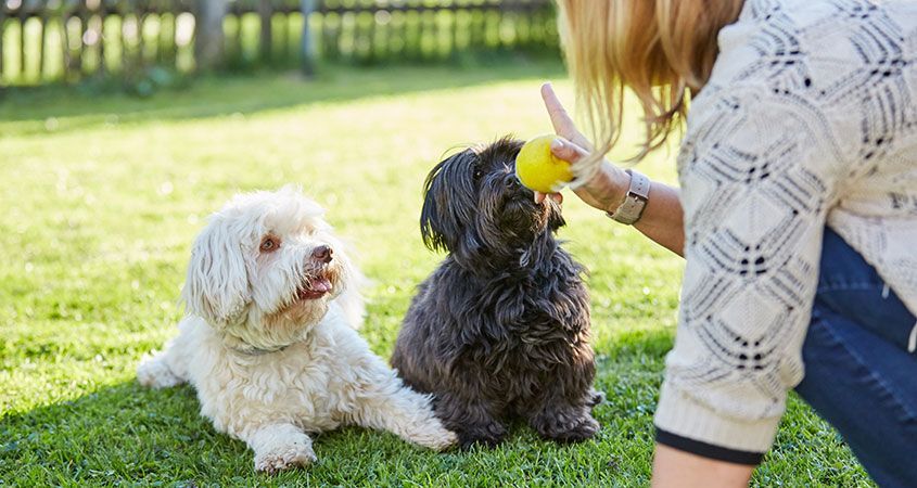 Dog Trainer For Your Pooch