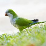 Prefer and feed healthy fruits to your beloved parrot