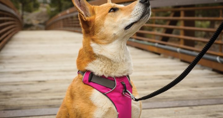 5 Reasons To Use A Dog Harness