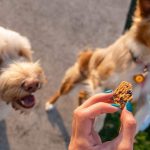 Everything You Need to Know About CBD Hearts for Pets
