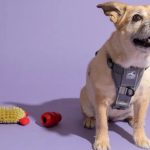 Walk Comfortably With The Dog Harness: Know How A Dog Harness Can Transform Your Walks